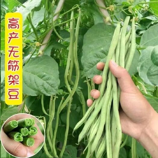 无筋架豆种子四季豆特长架豆种籽荚长肉厚丰产无丝无柴架豆种孑