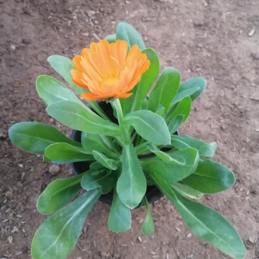 长沙金盏菊