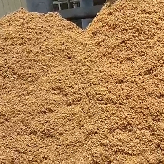 兴国县啤酒渣粗渣大量供应，自优价廉。