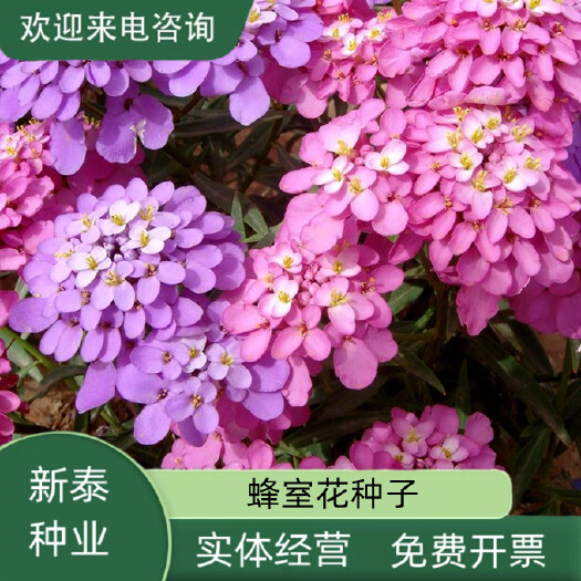 沭阳县蜂室花种子矮生秋季物庭院屈曲花花籽花草室外花茂密观赏花坛花境