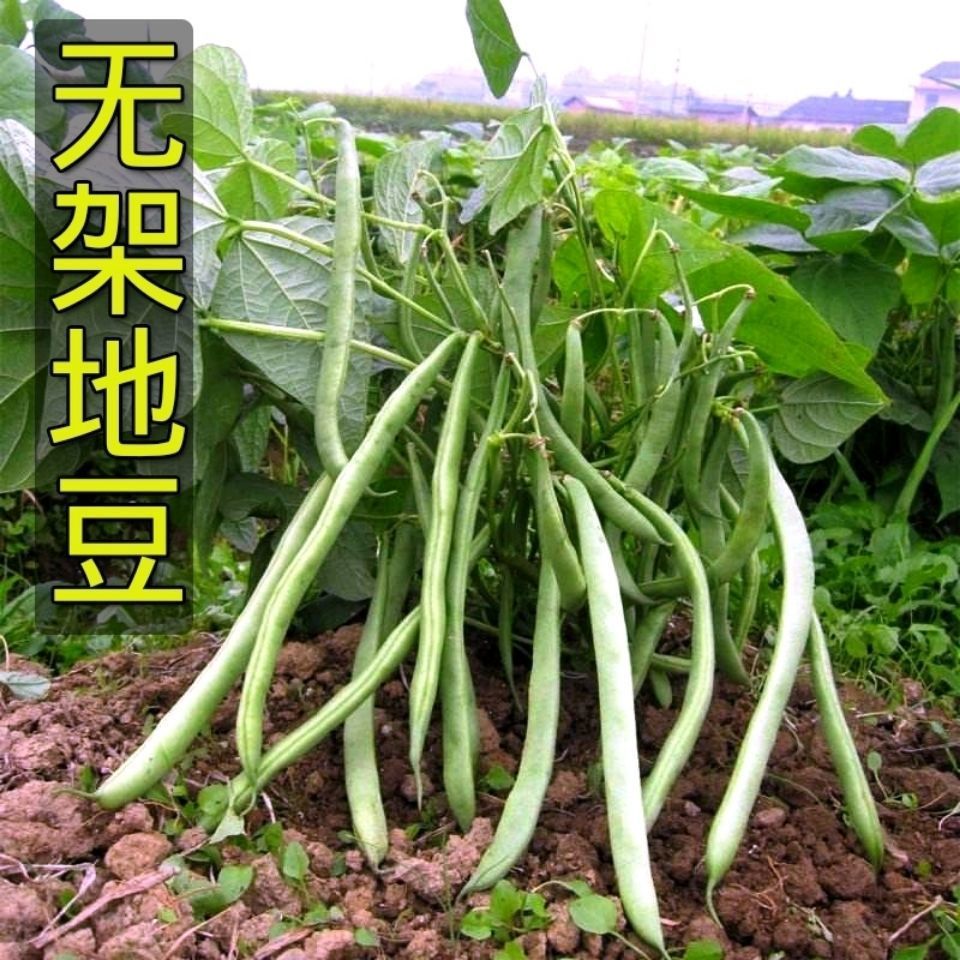 武汉绿箭地豆王无架四季豆种子早熟丰产豆角种籽蔬菜孑菜豆地豆不搭架