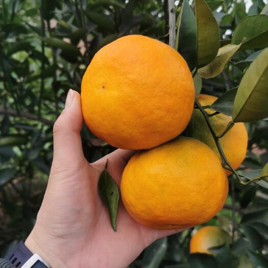 荣县明日见