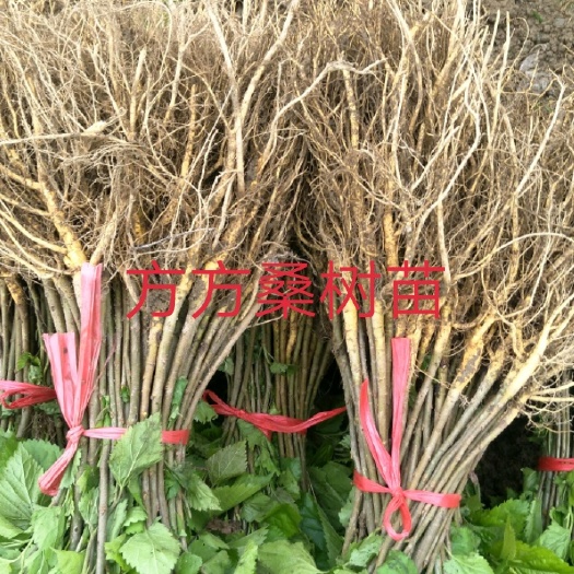 南宁大叶养蚕桑树苗，饲料桑树苗，蛋白桑树苗，桑芽菜苗