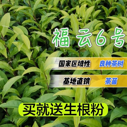 福安市福云5号  茶苗国家培育基地量大从优