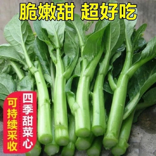 四九菜心种子盆栽田园春季秋季冬季绿菜苔广东油青菜心