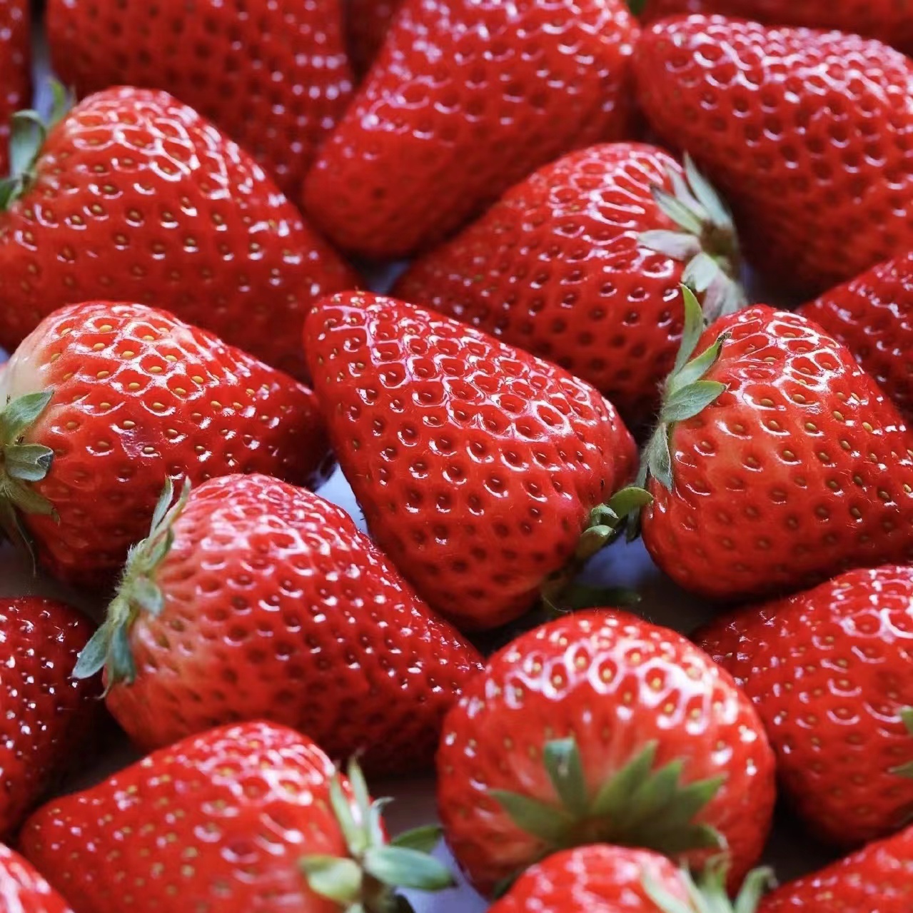 丹东九九（红颜）草莓