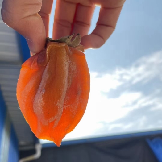富平县富平柿饼，荣耀中华，正式开启。欢迎前来采购，