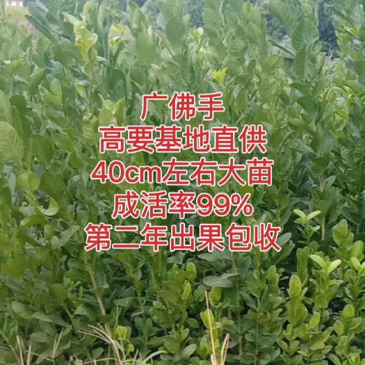 肇庆广佛手苗 40cm左右株株健壮 成活率99% 第二年出果包收