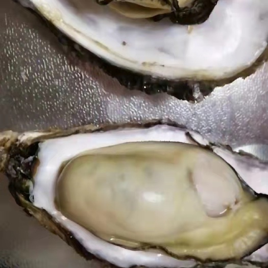 乳山市乳山生蚝精品批发烧烤自助餐饭店保质量包售后