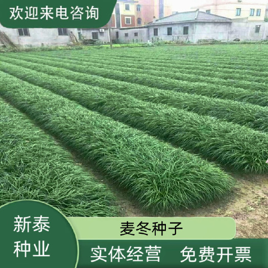 麦冬种子沿阶草玉龙草多年生常绿植物耐寒耐荫绿化庭院草籽
