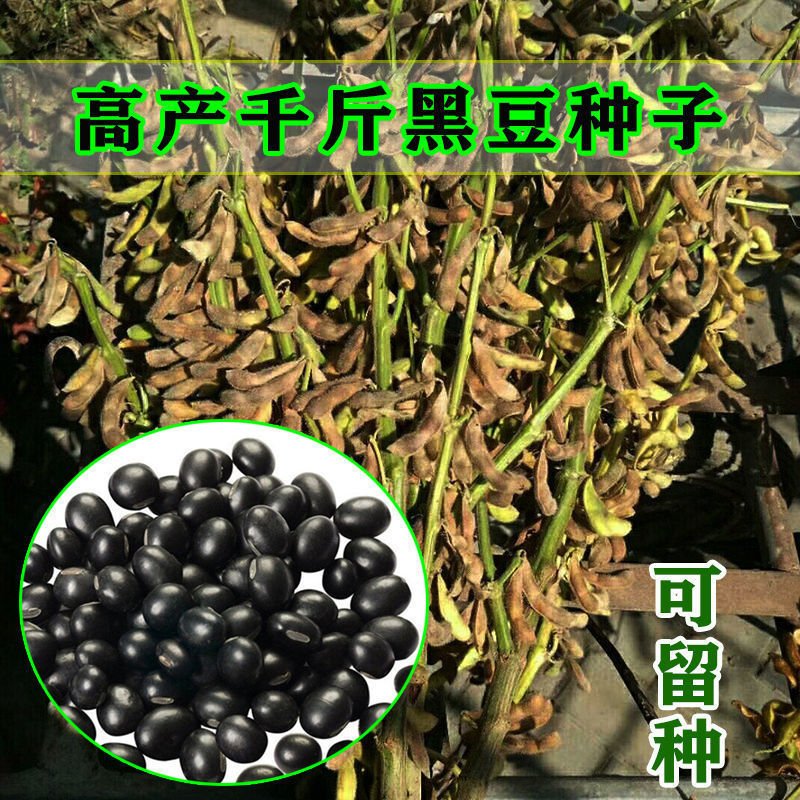 宿迁金刚养肾黑豆种子千斤豆黄豆种子早黄豆种子特大大豆种籽基地直发