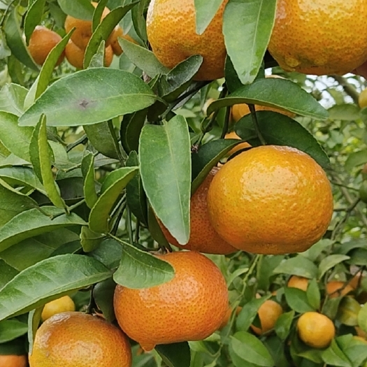 河池专业代办，宜州沙糖桔大量上市，可收百家果，园子也行，欢迎各位