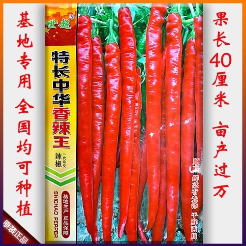 凯里市中华香辣王 贵州早熟辣椒种子长线椒种子长线椒种子基地种植