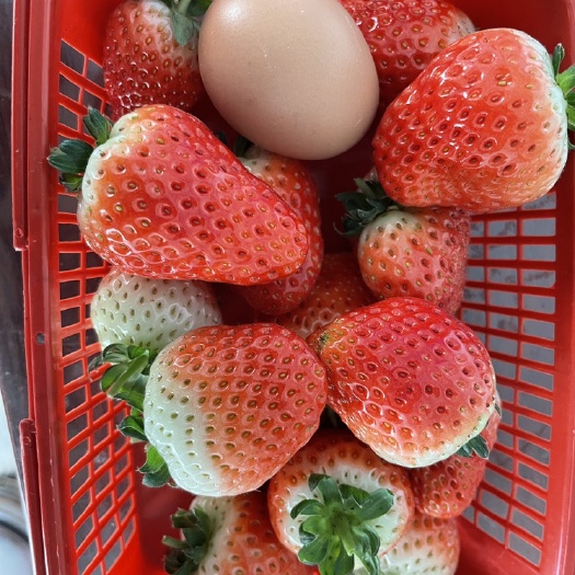 甜宝草莓