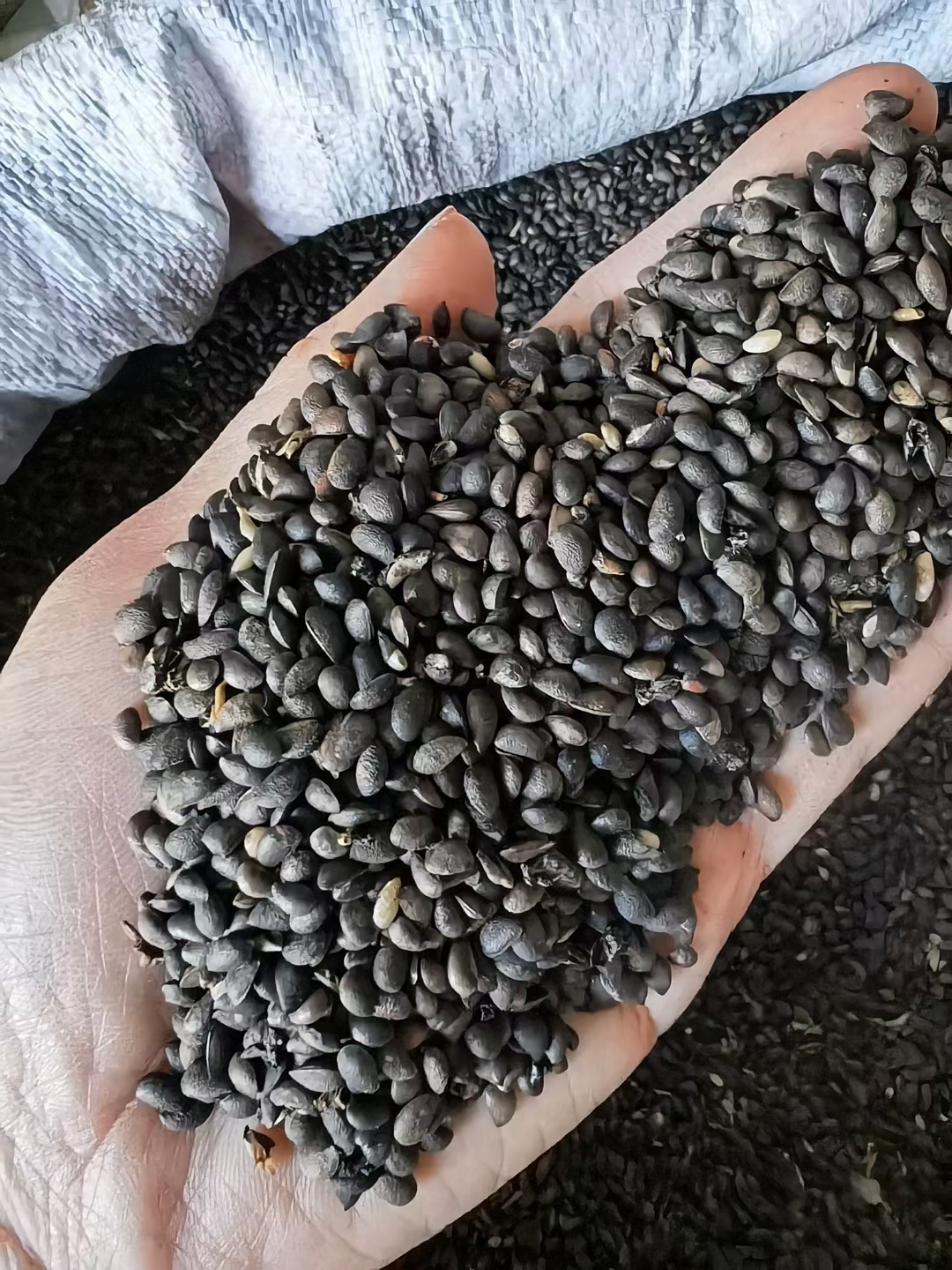 开原市批发 黄菠萝种子 黄柏种子 当年新采 提供种植技术 量大从优