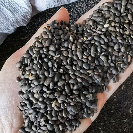 开原市批发 黄菠萝种子 黄柏种子果实 当年新采 种植技术 量大从优