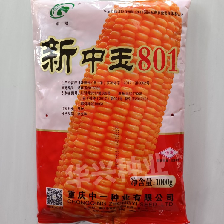 华容县重庆中一种业 新中玉801玉米种子 高产 纯度高穗轴白色生