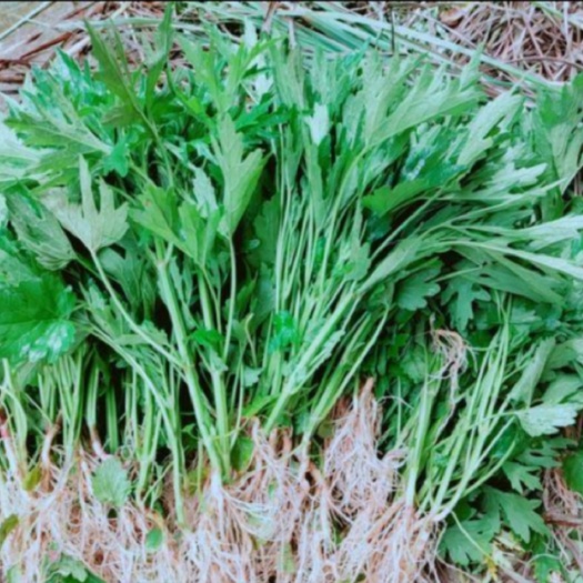 湘潭益母草