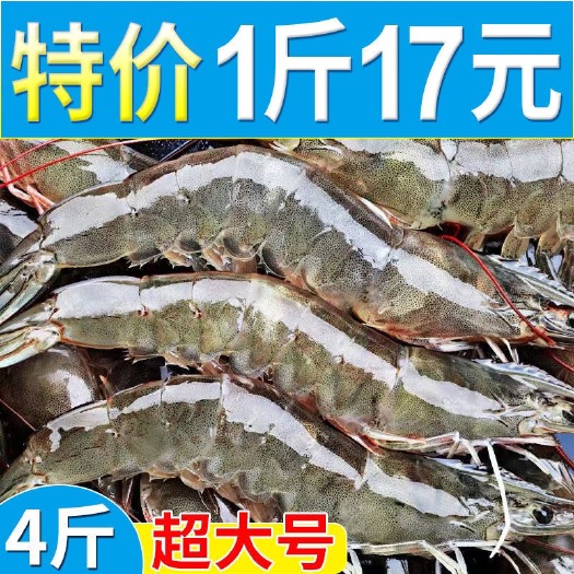 青岛中国对虾【顺丰包邮】青岛大虾17元1斤鲜活新鲜大虾批发