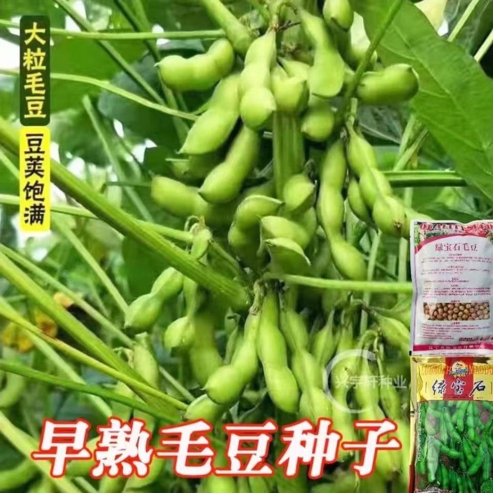 宿迁毛豆种子极早熟50天高青豆菜种子春季蔬菜种子特早王菜豆种籽