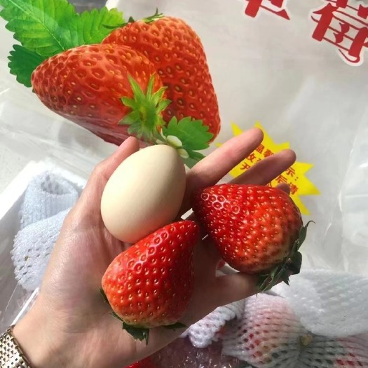 东港市丹东99草莓