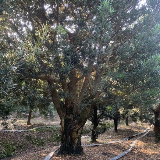 北海50棵28-32公分罗汉松毛树，可马上造型。
