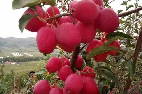开鲁县鸡心果