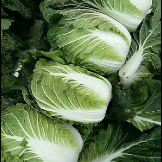 贺兰县大白菜