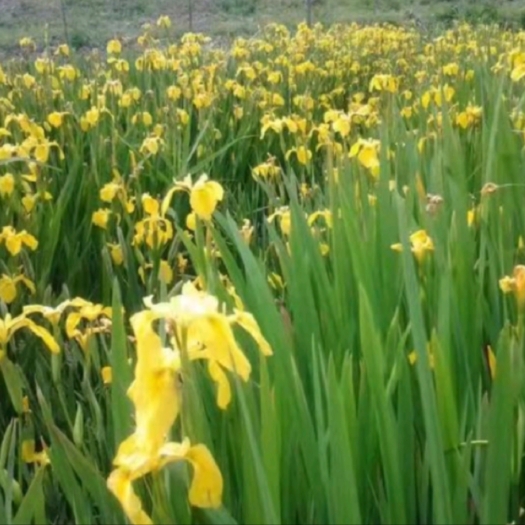 长沙黄菖蒲