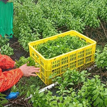 产地直销枸杞芽人工种植新鲜嫩芽枸杞芽