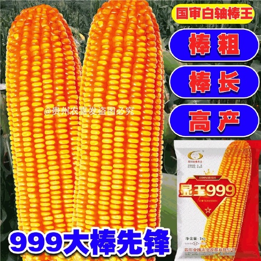 凯里市显玉999白轴杂交玉米种子西南粮食饲料玉米种子正大999