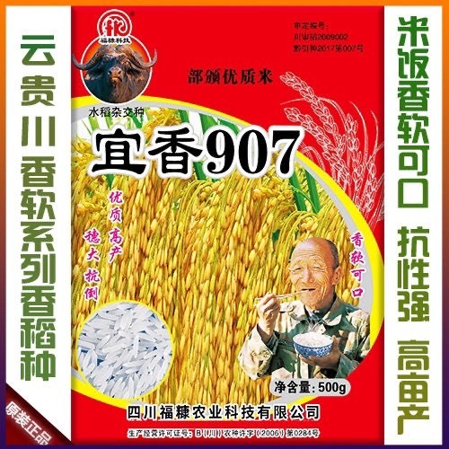 凯里市宜香907国色天香高杂交水稻种子云贵川香米水稻种子香软稻谷