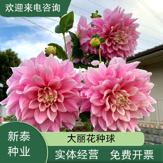 沭阳县重瓣大丽花种球多年生大菊花地瓜花阳台庭院四季牛奶咖啡盆栽
