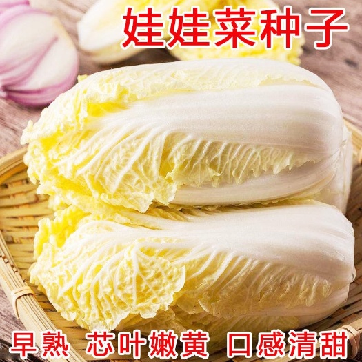娃娃菜种子小型白菜种子黄心娃娃菜种籽
