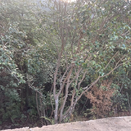 缙云县大量出售白山茶花树几十年了