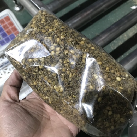 预定羊肚菌菌种及营养包