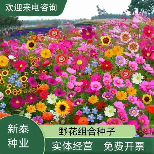 沭阳县野花组合种子室外庭院易活花种籽子七彩格桑花四季开花太阳花种孑