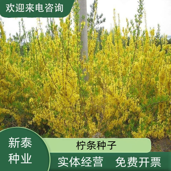 沭阳县柠条种子护坡灌木草籽白柠条种籽固沙保土简单绿化灌木种子