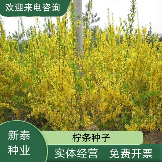 沭阳县柠条种子护坡灌木草籽白柠条种籽固沙保土简单绿化灌木种子