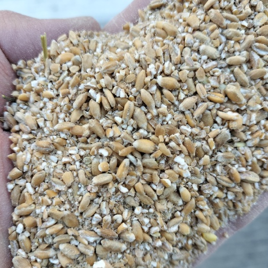 绥芬河市俄罗斯小麦粉碎混合饲料陆续出货中​适合饲料厂配料或代替
