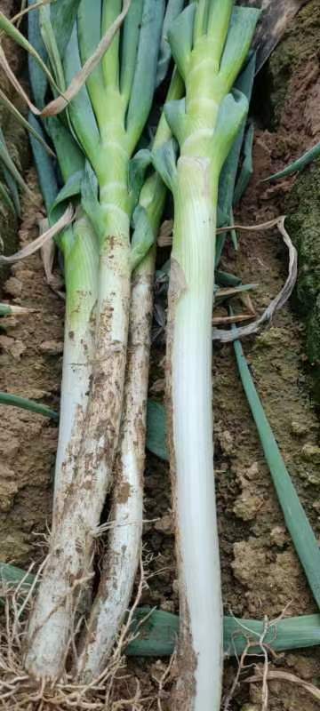南阳铁杆大葱，河南南阳