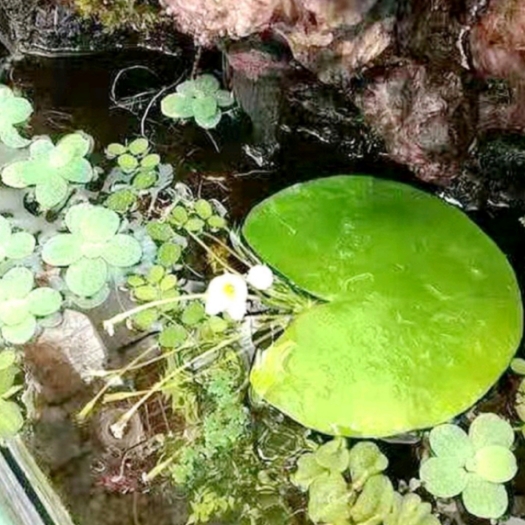 株洲碗莲