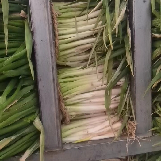 南阳黑分葱