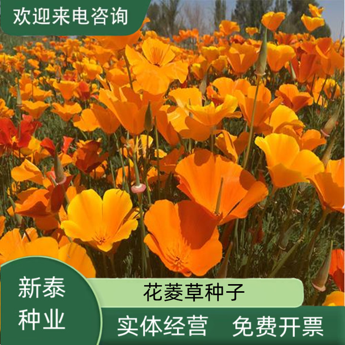沭阳县花菱草种子 四季多年生花种子 冬季耐寒耐贫瘠花草种子