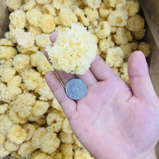 古田县古田特产小银耳无硫椴木小银耳新鲜软糯胶质浓稠原产地批发