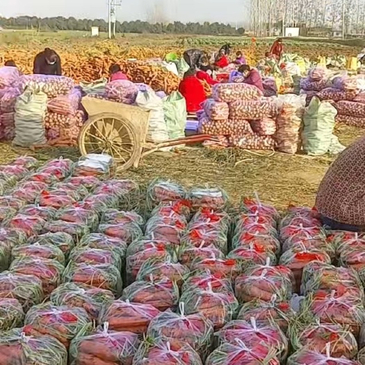 开封开封万亩沙地红萝卜