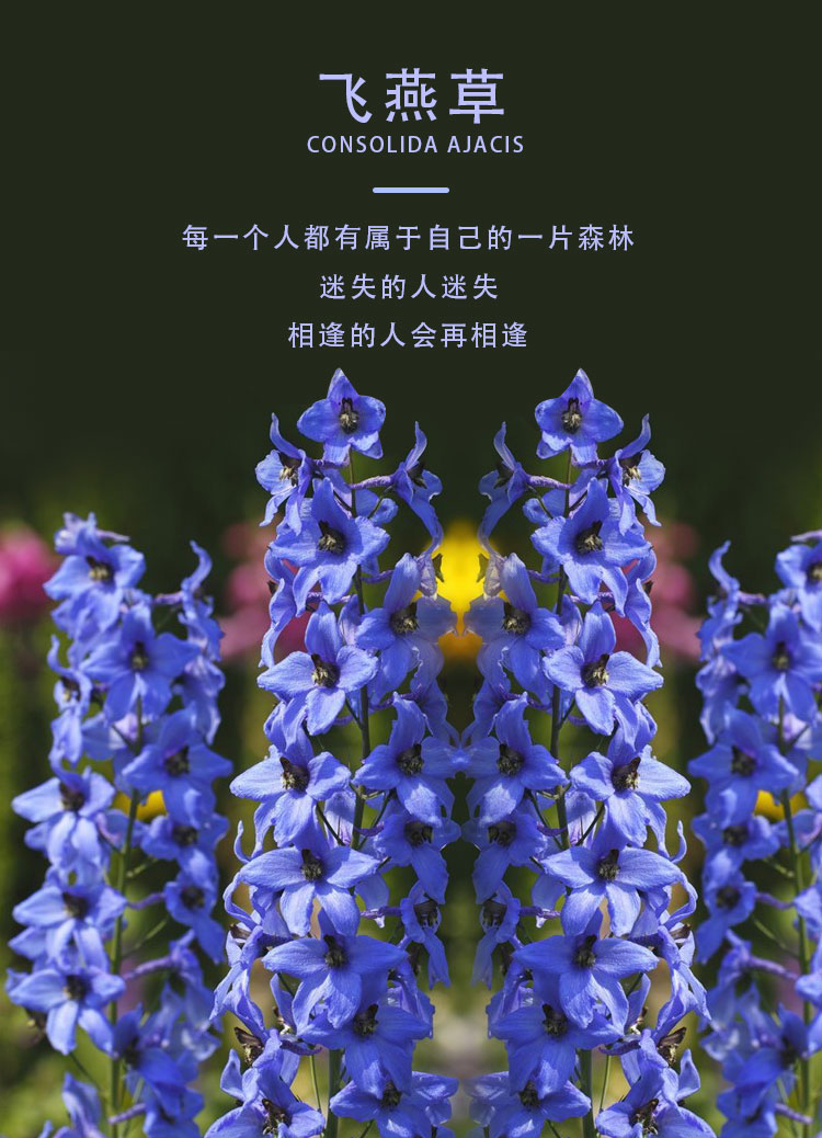 耐寒飞燕草花种子春播庭院室外四季种易活花种籽阳台盆栽绿化种子