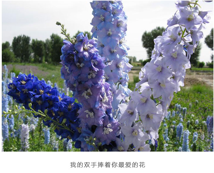 耐寒飞燕草花种子春播庭院室外四季种易活花种籽阳台盆栽绿化种子