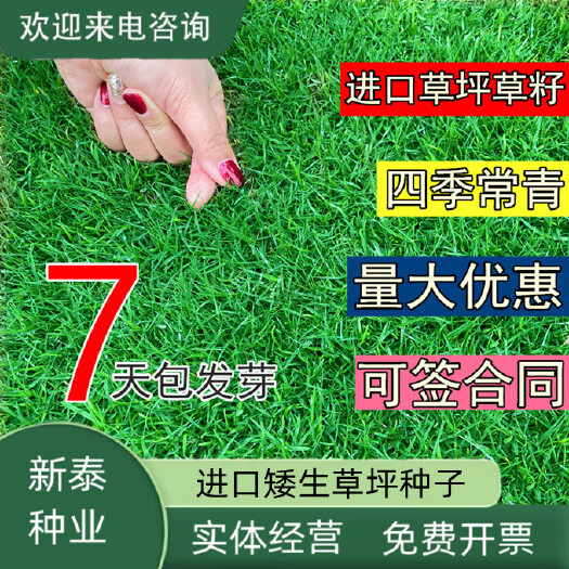 沭阳县草坪草籽种子四季常青免修剪护坡固土马尼拉地毯草皮种籽绿化耐旱