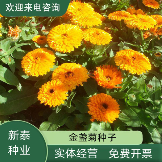 金盏菊种子金盏花种子四季易种花种子长生菊花海易种盆栽耐寒耐阴